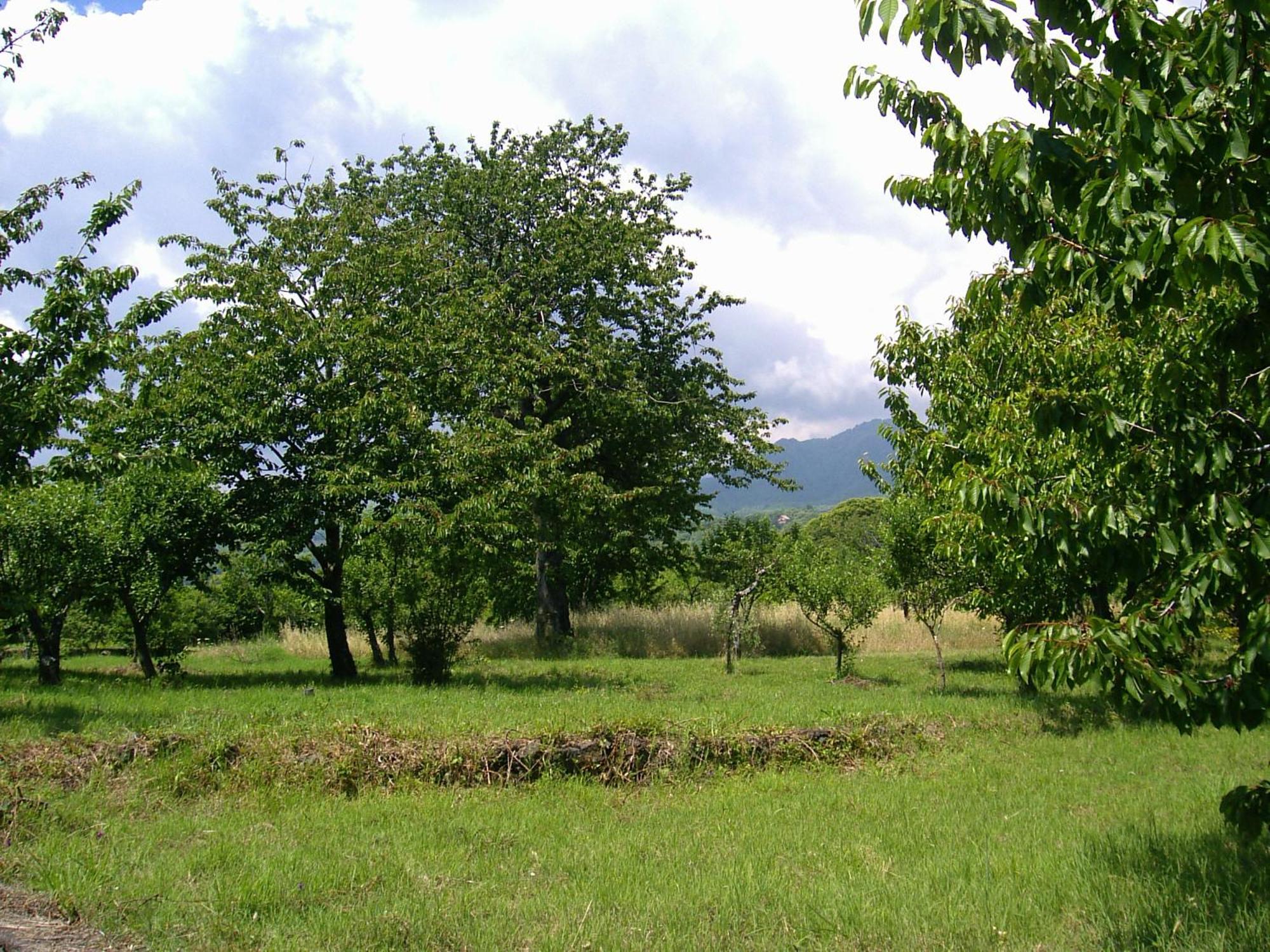 Cirasellaetna * SantʼAlfio